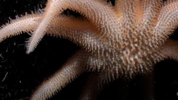 Mapean miles de kilómetros de fondo marino inexplorado y los investigadores se frotan los ojos al descubrir decenas de nuevas especies