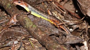 Un biólogo español redescubre una criatura perdida desde hace más de un siglo: "Ni siquiera sabíamos de qué color era"