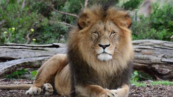 Denuncian las condiciones de dos animales del zoo de Madrid, el dueño de un refugio acude a comprobarlo y desactiva las sospechas inmediatamente