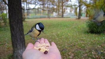 Piden retirar todos los comederos de jardín para aves desde abril: "Corremos el riesgo de alterar su comportamiento y la reproducción"