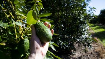 El nuevo hombre más viejo del mundo tiene 125 años y no puede vivir sin el 'tesoro' verde español