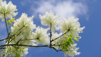 Un agricultor trabaja 30 años para recuperar el súperalimento bíblico olvidado y lo vende a 200 euros el kilo