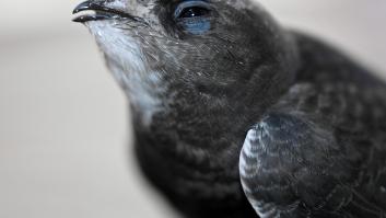 Tres aves invaden los cielos de España en abril para hacer de mosquiteras ante el virus más temido del verano