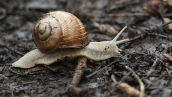 Caracol volcánico, el animal que puede vivir en volcanes