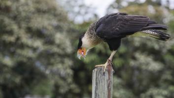 Este despreciado pájaro por carroñero se convierte en punta de lanza para el ecosistema