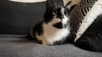 Este es el motivo por el que tu gato siempre te roba el sitio para sentarte