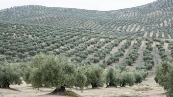 Francia se rinde ante el pueblo español que defiende a sus olivos de la llegada de los paneles solares
