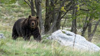Abate a una osa por error, es condenado a cárcel y a una multa de miles de euros: "El cazador estaba en zona osera y no extremó precauciones"