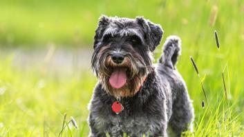 Un veterinario desvela cuáles son las cinco mejores razas para alguien que nunca ha tenido un perro