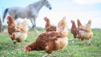 Hacen las cuentas para los gallineros de autoconsumo y dan con el número exacto de gallinas que hacen falta para comer dos huevos al día