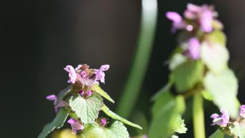 La ortiga muerta inofensiva que florece por todos lados en abril en España es rechazada sin saber su valioso poder