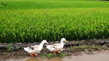 Ni químicos ni pesticidas: despliegan un ejército de miles de patos para salvar a los arrozales de la gran plaga