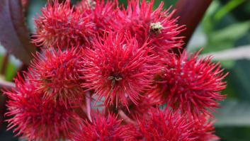 En los jardines españoles crece un peligro 6.000 más venenoso que el cianuro y no existe antídoto