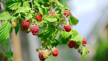 Piden aplicar el truco de la taza en el jardín en primavera para una explosión en la cosecha de frambuesas