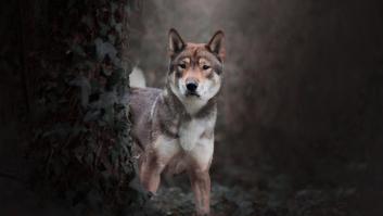 La empresa que planea recuperar el mamut anuncia el nacimiento del primer clon del ancestral "lobo rojo fantasma"