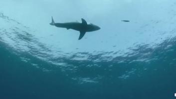 Este tiburón vive en las profundidades del océano, pocos lo han visto y es uno de los más peligrosos del mundo