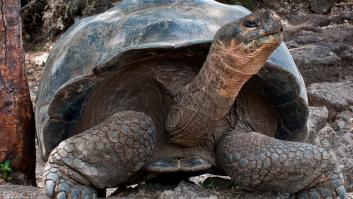 La tortuga en peligro de extinción que ha sido madre primeriza a los 97 años: da esperanza para la conservación de su especie