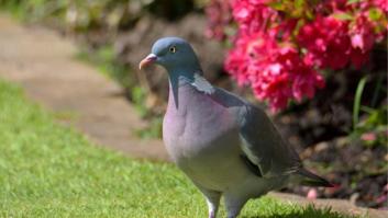 Aleja a las palomas de tu jardín: este es el truco definitivo con el que no hacerles daño