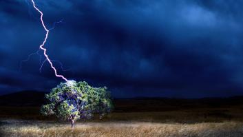 El árbol tropical que atrae a los rayos para matar a otros árboles y vivir más de 1.000 años