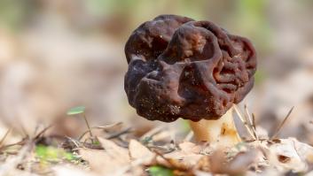 Un experto culpa a una delicatessen culinaria de la maldición del pueblo en el que uno de cada 12 vecinos tiene ELA