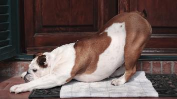 Pocos saben lo bueno que es que los perros te muestren el trasero