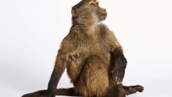 Un mono mata a un turista de Marruecos de una pedrada