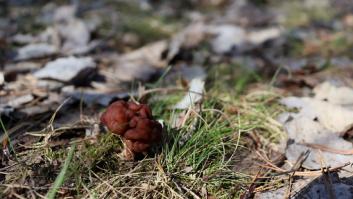 Lanzan nueva alerta por la seta mortal abundando en España pero los mejores chefs deciden ponerla en su menú