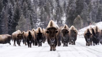 Preocupación entre los visitantes del Parque Nacional Yellowstone por el comportamiento de los animales