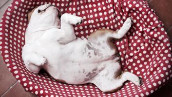 Comprende mejor a tu perro: el significado oculto que te quiere transmitir cuando duerme panza arriba