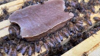 Adiós al polen para las abejas: un nuevo alimento artificial ofrece mayor esperanza de vida y evita el colapso de colonias