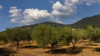 Una investigación sobre el polen acaba con un hallazgo sobre el aceite de oliva que obliga a reescribir la historia