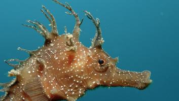 Una sopa verde fulmina a los caballitos de mar al pasar de 196.000 ejemplares a 800 de un plumazo en España