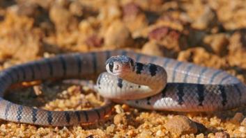 Van a jugar al golf, ven algo en el césped y la "serpiente más grande de la historia" hace su aparición