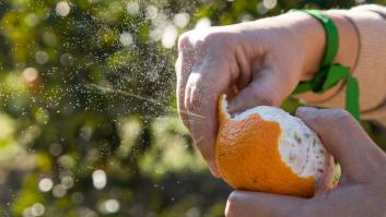 Deja de tirar la cáscara de las naranjas: piden aplicar este trucazo de jardinero para acabar con la plaga de tu jardín para siempre