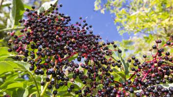 Muchos lo eliminan del jardín pensando que es una mala hierba pero esta planta es una auténtica "bomba nutricional"