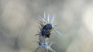 Alarma por la aparición de la garrapata gigante transmisora de un virus peligroso a las puertas de España