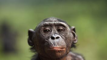 Las bonobos hembra se asocian para empoderarse y mantener a los machos a raya
