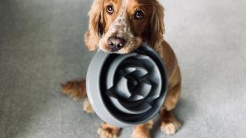 Ni al mediodía ni a la noche: desvelan cuál es el mejor momento del día para dar de comer al perro