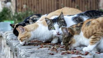 Su padre (el que no quería gatos) se encuentra uno en el jardín y lo que hace con él maravilla a todos
