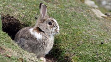 Los agricultores de Madrid alzan la voz por la plaga 'gigante' que está poniendo en serio peligro sus cosechas