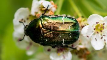 La población de escarabajos se ha multiplicado este año y amenaza con destrozos irreversibles