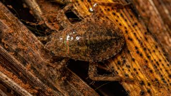 Alerta europea por la plaga de insectos gigantes de picadura dolorosa: piden vigilar las playas mediterráneas