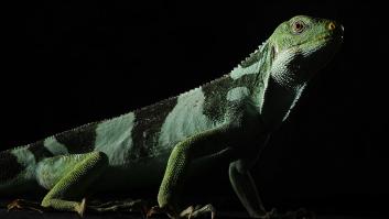 España y Fiji se alían con el viaje relámpago a EEUU para dar un nuevo hogar a los raros reptiles en peligro crítico de extinción