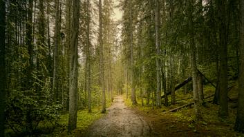 El único bosque subtropical de Europa se sitúa en Andalucía y se le conoce como "la selva virgen de la Península Ibérica"