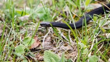 Un biólogo echa por tierra los métodos para evitar serpientes en tu jardín: "Ningún truco funciona al 100%"