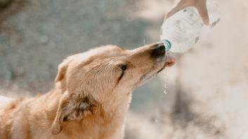 Una enfermera veterinaria alerta a los dueños de perros por un popular bebedero: "No dejen que beban"