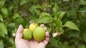 Esto es lo que tienes que plantar YA si en un año quieres estar comiendo tu propia fruta
