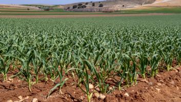 Esta fibra está presente en la verdura base del campo español y es un gran aliado contra el colesterol