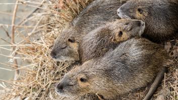 Introducen intencionadamente esta especie en España, algo sale muy mal y ahora es un peligro para la fauna autóctona