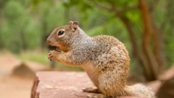 El adorable animal con pinta de peluche que es una de las mayores especies invasoras de Canarias